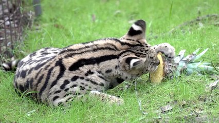 Do Servals Like Pineapple?