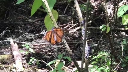 EZPL Fox FCH y Peña abrieron a Grupo México Áreas Protegidas y hasta el refugio de la Monarca