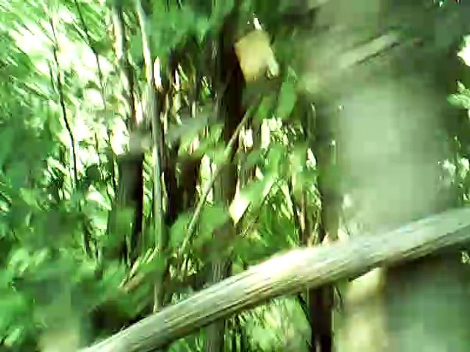 the rocky road to Dublin (guitar)