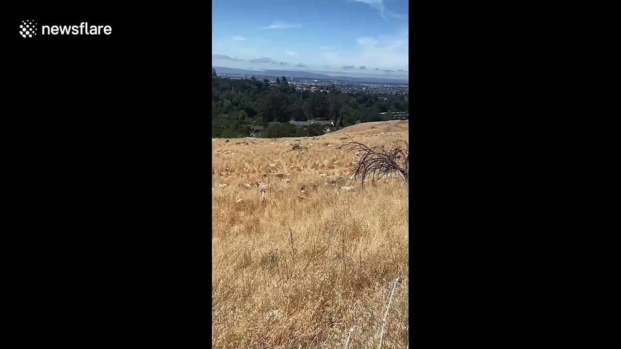 Les pompiers californiens relachent 3000 chèvres pour éviter les feux de foret