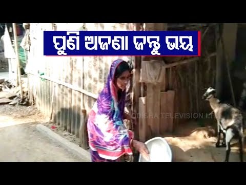 Domesticated Animals Injured In Unidentified Animal Attack In Balasore