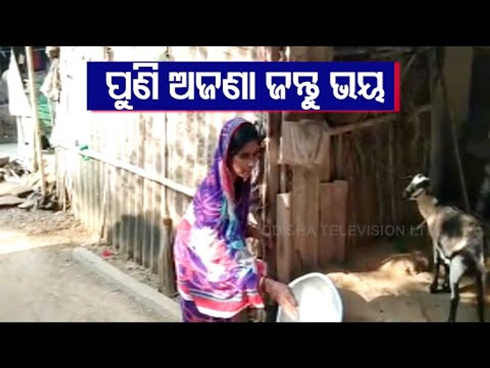 Domesticated Animals Injured In Unidentified Animal Attack In Balasore