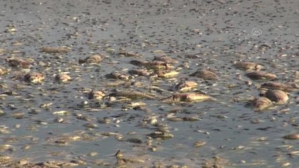 Toplu balık ölümleri görüldü