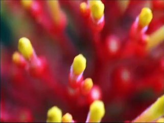 Ciencia para Todos 14MAYO2021 | Estado Miranda y su larga historia cacaotera