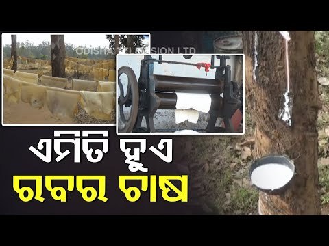 Rubber Is The New Cash Crop For Locals Of Mayurbhanj-OTV Report