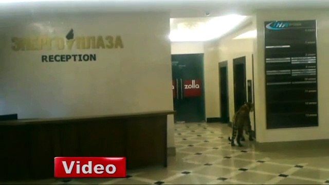 Sibirya kaplanı AVM gezdi!