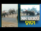 Two Elephants Spotted Crossing Road In NH-16 In Khordha