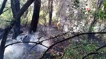 Kısıtlamada mangal keyfi ormanı yaktı