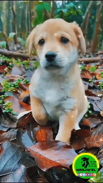 labrador puppy waiting for owner #viralpost
