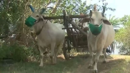 From masking oxen to doing havan, watch how this MP village is fighting Covid-19