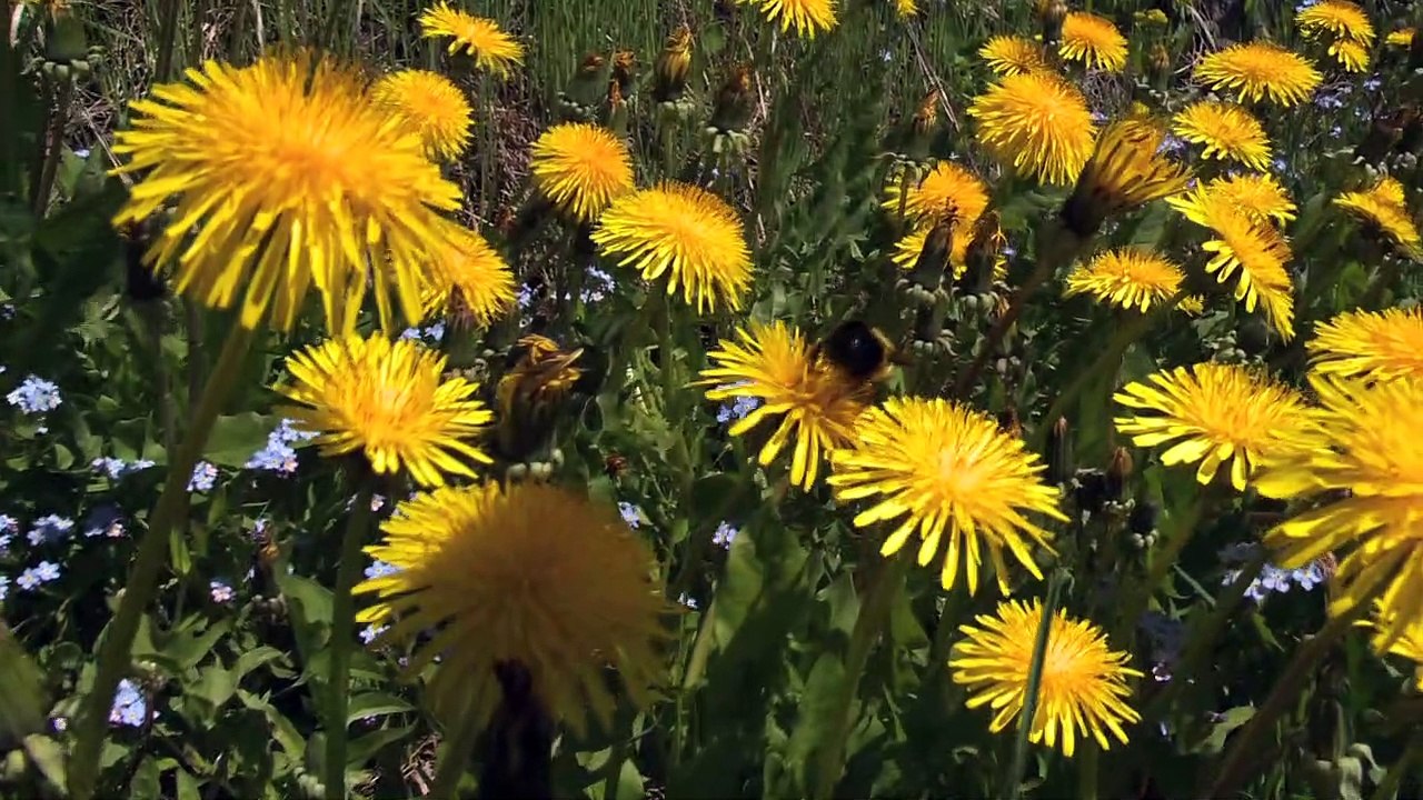 (14-05-2021) TOPO mai sans tondeuse