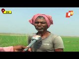 Inadequate Irrigation Causing Setback To Rabi Paddy Crops In Pipili