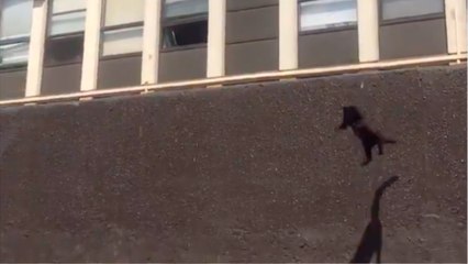 “Ya no tiene nueve vidas”: gato salta de un edificio en llamas y resulta ileso
