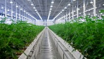 Aurora Cannabis CEO Miguel Martin Talks Rough Q3 Results