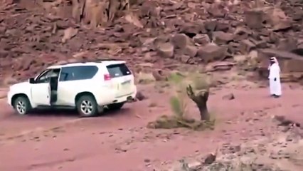 Araba ile ağacı kökünden sökmeye çalıştılar ancak...