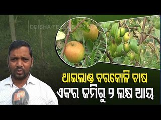 Youth In Niali Successfully Grows Thai Berries-OTV Report