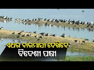 Museum To Conserve Dead Migratory Birds To Come Up Soon In Odisha
