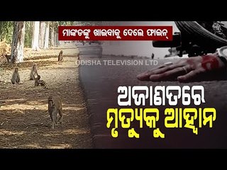 Special Story | Punishment For Feeding Monkeys-Watch OTV Report From Dhenkanal