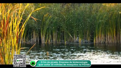 Download Video: O fim da picada- Empresa de biotecnologia quer soltar 20 milhões de mosquitos na Flórida