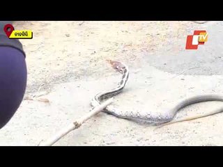 Poisonous Snake Rescued From Nilagiri, Balasore