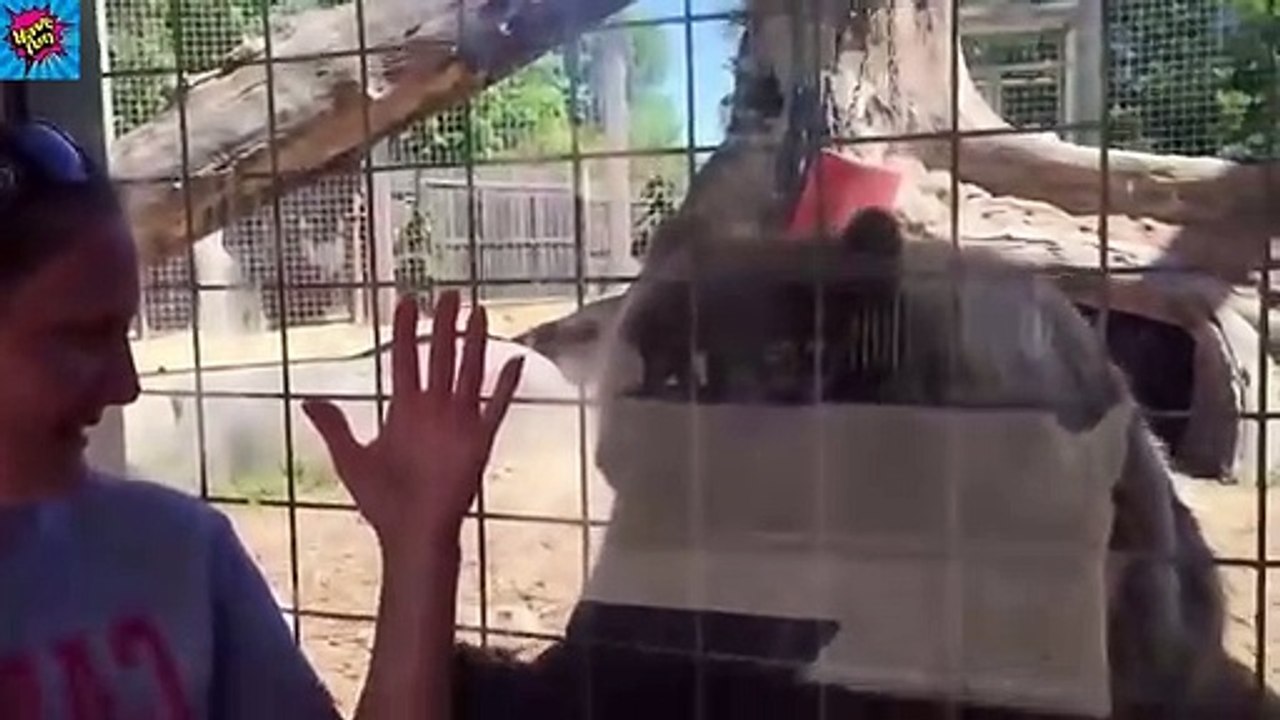 Try Not To Laugh - Monkey, Animals and Baby - Best Funny Videos_[have fun with us]