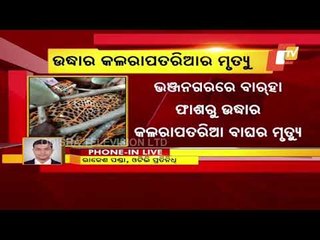 Rescued Leopard Dies In Ganjam