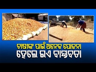 Absence Of Market Leaves Nabarangpur  Maize Farmers Worried
