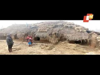 Keonjhar | Elephants Wreak Havoc In Telkoi Forest Range, Damage House