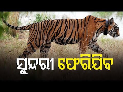 Tigress Sundari Set To Return To Madhya Pradesh
