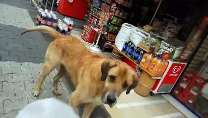 Kasabı izleyen köpeğe et alan koca yürekli adam