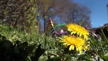 Fodboldspiller udsat for homo-tilråb - nu pryder regnbue-bænk | Viktor Fischer | David Knudsen | Aarhus | 09-04-2019 | TV2 ØSTJYLLAND @ TV2 Danmark