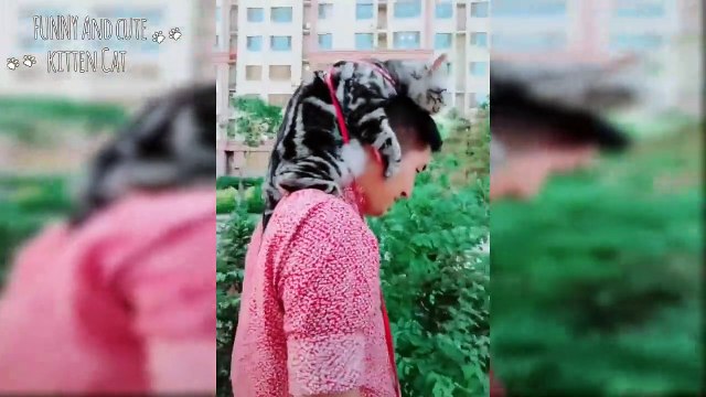 Funny and Cute Cat Videos - Cats and Owners are the best friends