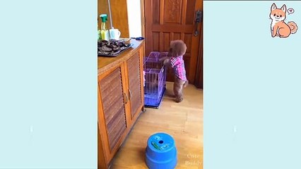 Cute Puppies  Cute Funny and Smart Dogs Compilation #16 _ Cute Buddy