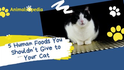5 Human Foods You Shouldn’t Give to Your Cat