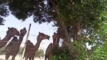 Camel attack in the labor camp in Abu Dhabi, 6o camel attack, camel eating al trees in a labor camp,camel eating,