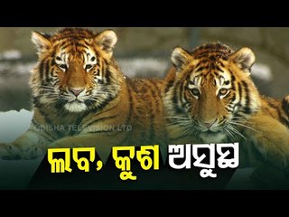 Nandankanan Seeks Help Of Outside Experts For Ailing Tiger Cubs