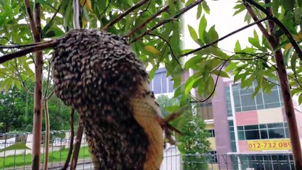 Apis Andreniformis Relocation.Horizon.
