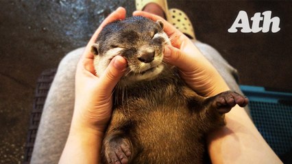 내가 귀엽게 생겼다고? 오리 10마리 전멸시킨 '하천의 맹수'