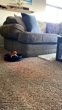 Bearded Dragon Rides Robot Vacuum Around House