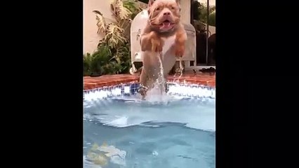 I'M A Big Kid Now Cute Baby Animals | Funny Pets City #38