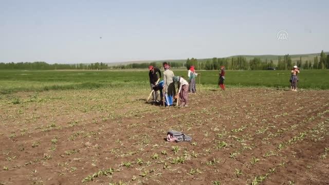 Kısıtlamadan muaf tutulan çiftçilerin tarlada mesai yaptı