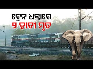 2 Elephants Killed After Being Hit By Train In Rourkela
