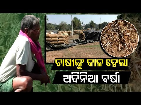 Unseasonal Rain Damages Food Grains In Sambalpur Mandis