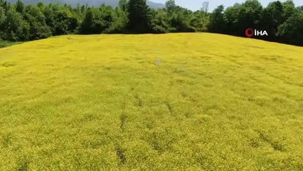 Doğanın altın renkli stüdyosu görenleri mest ediyor