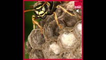 Que faire contre les nids de guêpes ? La chronique environnement