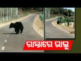 Nabarangpur Villagers Worried After Spotting Wild Bear Movement