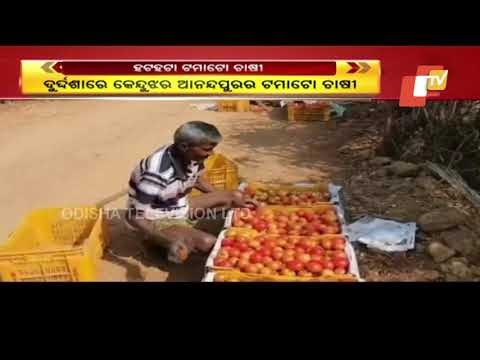 Tomato farmers Forced To Distress Sell Their Produce-OTV Report From Anandapur