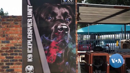 South Africa Trains Dogs To Detect Covid-19 At Airports