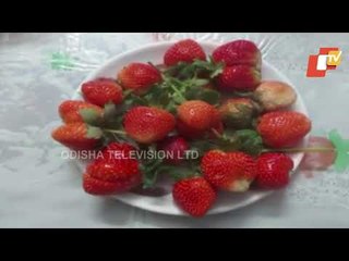 Strawberry Farming- Retired Air Force Officer Turns Successful Farmer In Keonjhar
