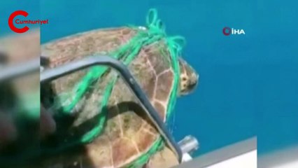 Zeynep’in dikkati, dev deniz canlısını kurtardı